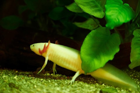 Axolotl (Ambystoma mexicanum) in a aquarium