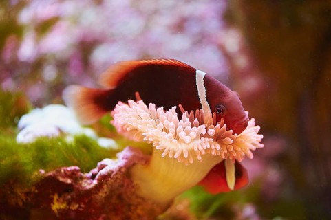 Tomato clownfish (Amphiprion frenatus) in a aquarium