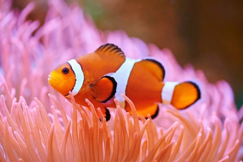Orange clownfish (Amphiprion percula) in a aquarium