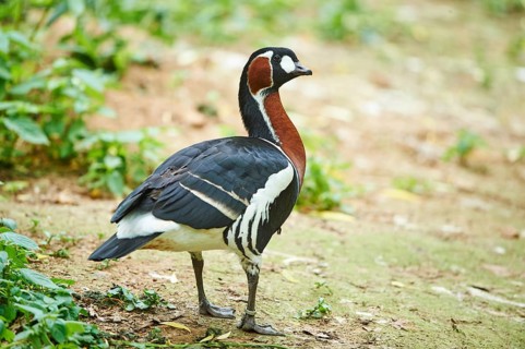 Red-breasted goose (Branta ruficollis)