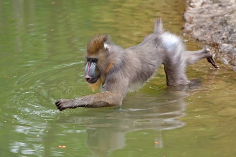 Mandrill (Mandrillus sphinx) in water