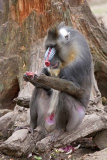 Mandrill (Mandrillus sphinx)
