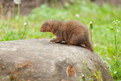 Dwarf Mongoose (Helogale parvula)