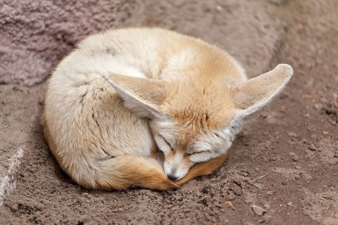 Desert fox or fennec fox (Vulpes zerda) sleeps curled up on the ground