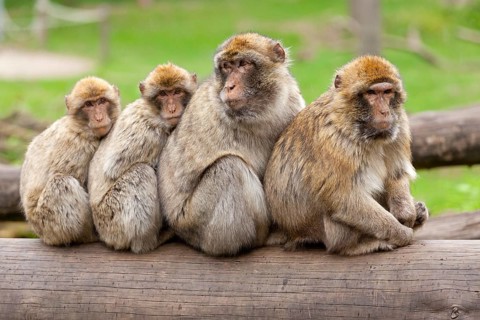 Barbary macaques (Macaca sylvanus) sitting one behind the other on tree trunk