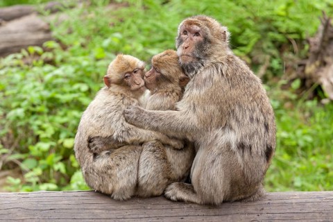 Barbary macaques (Macaca sylvanus) sitting on tree trunk