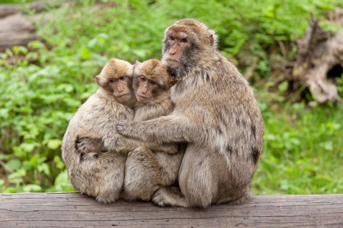 Barbary macaques (Macaca sylvanus) sitting closely to each other on tree trunk