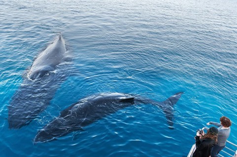 People on boat watching Humpback whales (Megaptera novaeangliae)