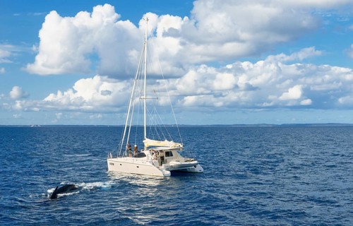 People on sailing boat watching Humpback whales (Megaptera novaeangliae)