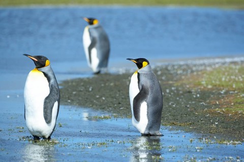 Three King penguins (Aptenodytes patagonicus) standing in water
