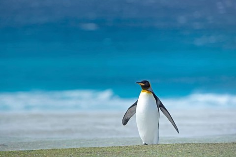 An adult King penguin (Aptenodytes patagonicus) standing