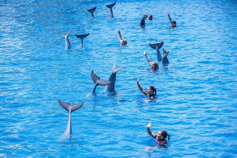 Dolphins and their instructors