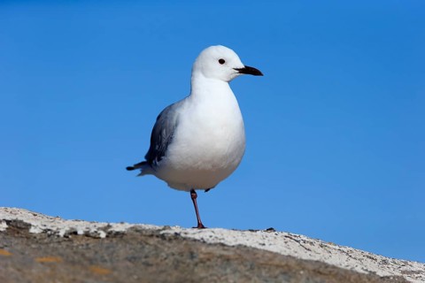 Hartlaub's Gull (Chroicocephalus hartlaubii)