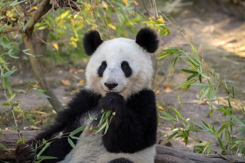 Panda (Ailuropoda melanoleuca)