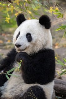 Panda (Ailuropoda melanoleuca)