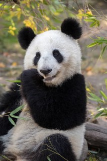 Panda (Ailuropoda melanoleuca)