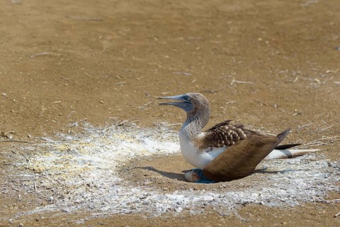 Blue-footed booby (Sula nebouxii) sitting in nest with eggs