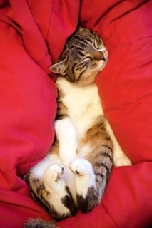 Relaxed