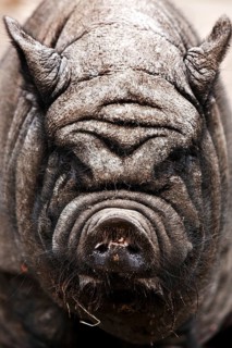 HangebauchDomestic Pig (Sus scrofa domestica)