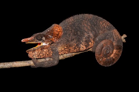 Male short-horned chameleon (Calumma brevicornis)