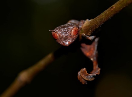 Leaf-tailed gecko (Uroplatus phantasticus)