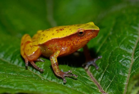 Frog sitting on leaf (Stumpffia sp.)