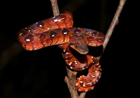 Madagascar tree boa (Sanzinia madagascariensis) in rainforest