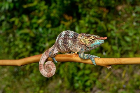 Cryptic chameleon (Calumma crypticum)