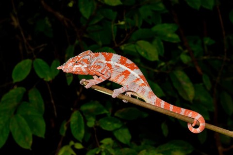 Angel's chameleon (Furcifer angeli)