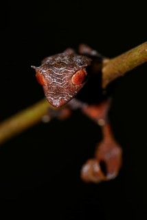 Baweng satanic leaf gecko (Uroplatus phantasticus)