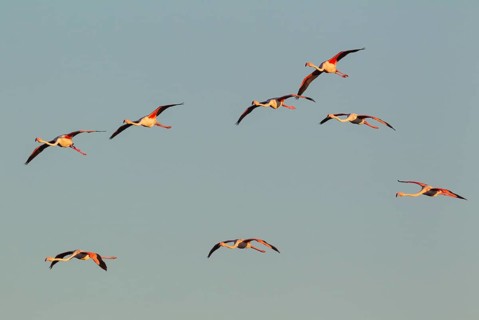 Greater Flamingo (Phoenicopterus roseus)