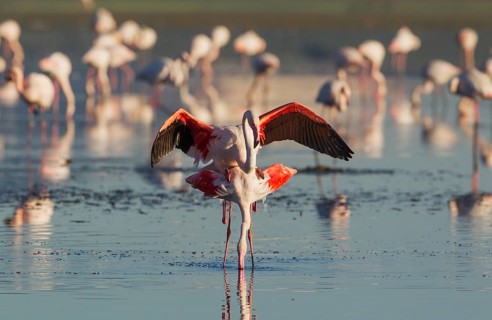 Greater Flamingo (Phoenicopterus roseus)