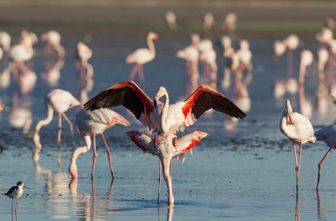 Greater Flamingo (Phoenicopterus roseus)
