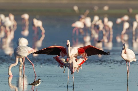 Greater Flamingo (Phoenicopterus roseus)