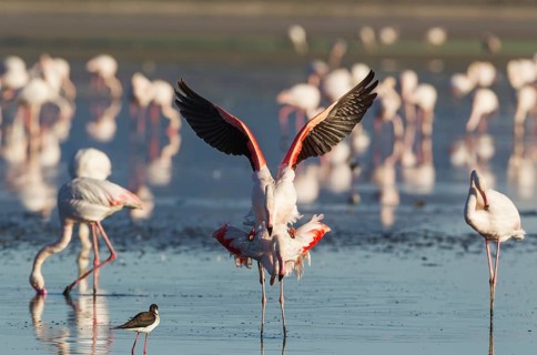 Greater Flamingo (Phoenicopterus roseus)