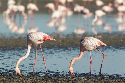 Greater Flamingo (Phoenicopterus roseus)