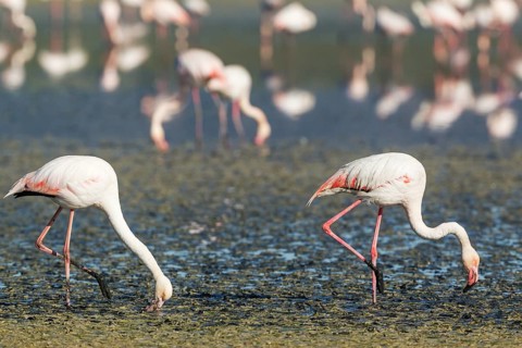 Greater Flamingo (Phoenicopterus roseus)