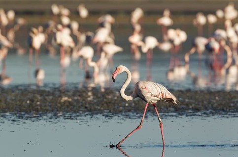 Greater Flamingo (Phoenicopterus roseus)