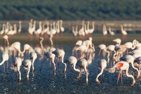 Greater Flamingo (Phoenicopterus roseus)