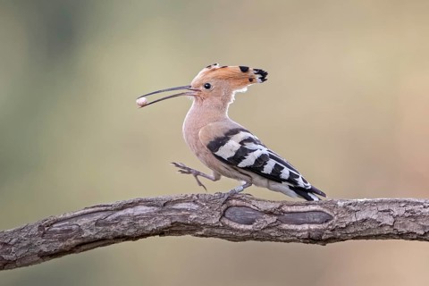 Hoopoe (Upupa epops) on branch with lizard egg in beak