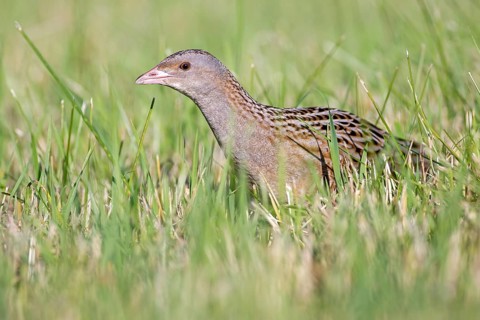 Corncrake