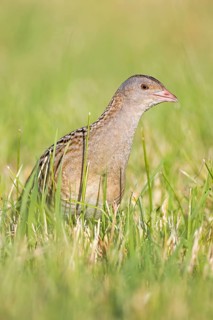 Corncrake