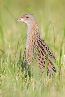 Corncrake