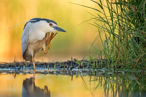Night Heron (Nycticorax nycticorax)