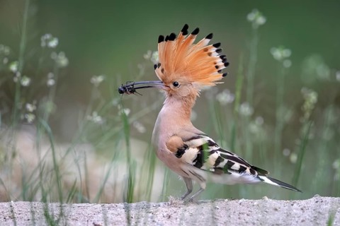 Hoopoe (Upupa epops)