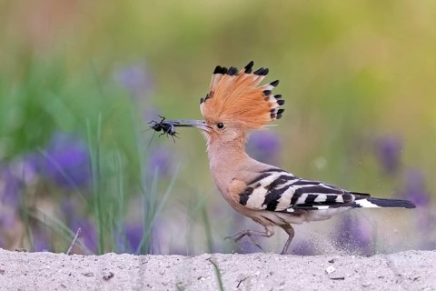 Hoopoe (Upupa epops)