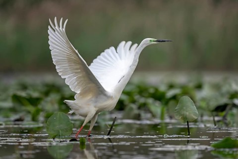 Great White Egret (Ardea alba modesta)