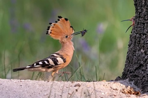 Hoopoe (Upupa epops)