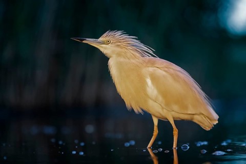 Squacco heron (Ardeola ralloides) at night hunting
