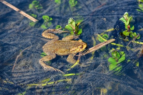 Common toad (Bufo bufo) in the water between spawning strings